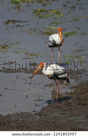 Painted Stork eating fish in the fields.