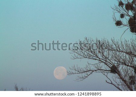 Beautiful morning sky with the big close up full moon before sunrise. Very romantic gentle dawn picture, with the poplar bare branches and real flying birds.