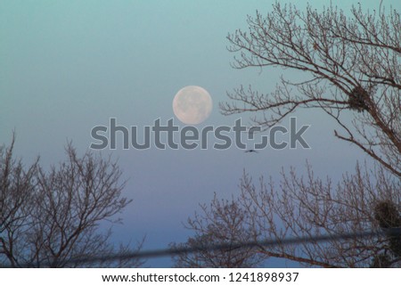 Beautiful morning sky with the big close up full moon before sunrise. Very romantic gentle dawn picture, with the poplar bare branches and real flying birds.