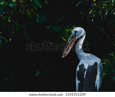 dark portrait of bird