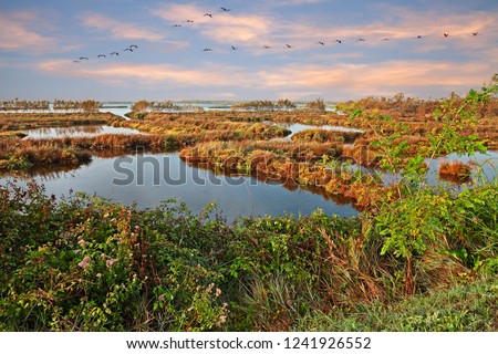 Po Delta Park, Veneto, Italy: landscape of the swamp in the nature reserve with a flock of pink flamingos in the lagoon of Rosolina, Rovigo

