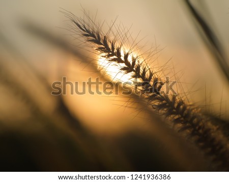 silhouette grass flowers on sunset in winter evening times