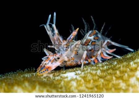 Amazing underwater world - Spiny tiger shrimp - Phyllognathia ceratophthalma. Tulamben, Bali, Indonesia. 