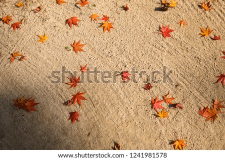 red maples on the ground with warm sunlight.
