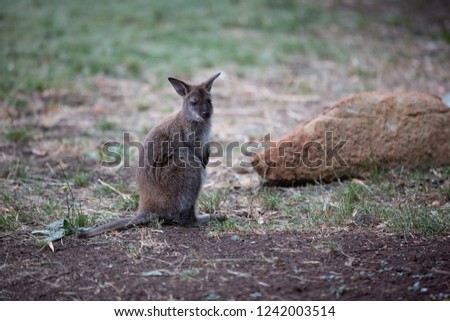 Australia national animals Tasmania