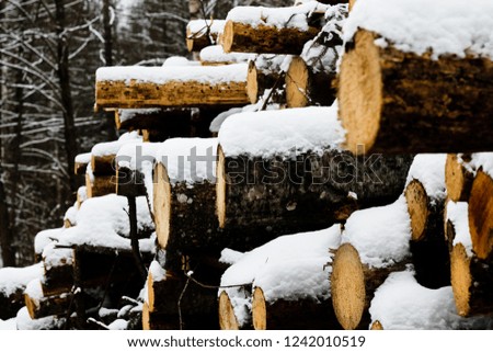 harvesting of wood in winter