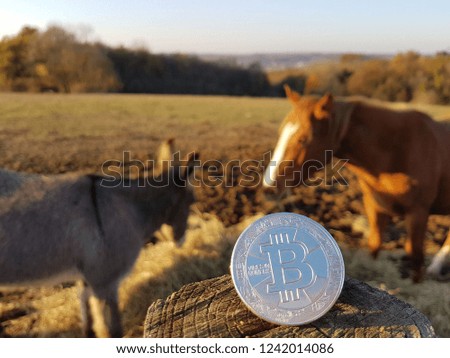 Silver bitcoin on the wood in farm horse and donkey 