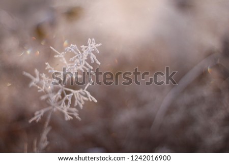 Frozen plants close up in winter