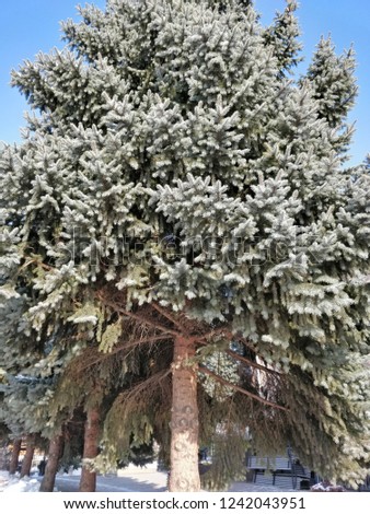 high fir in the courtyard of the church, winter season, on the blue sky background