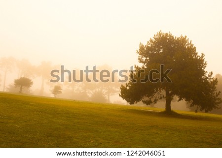 Fog on Presidio neighborhood, San Francisco, California, USA