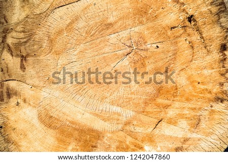 Wood texture of cut tree close up image