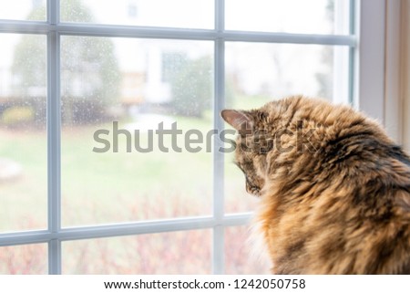 Behind, back, side profile closeup of one female maine coon calico cat sitting inside, indoors, indoor, house, home room windowsill, sill, looking down, out, through window, outside, bird watching