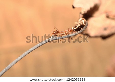 Red ant on stick tree on brown background.