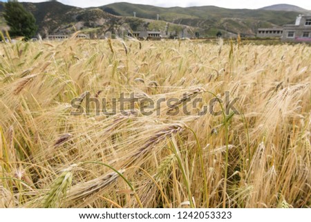 Tibetan barley (Highland barley, or Himalayan barley ),is the principal cereal cultivated on the Tibetan Plateau, used mainly to make tsampa and alcohol.