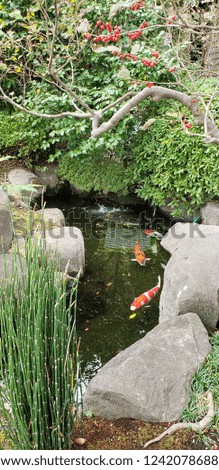 Koi fish in garden pond