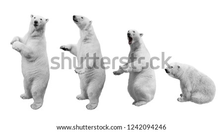 A collage of polar bear in various poses on a white background isolated Royalty-Free Stock Photo #1242094246