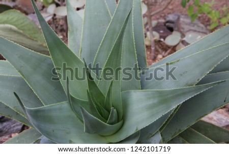 Closeup of flowering Agave rosette (Agave americana or century plant, Asparagaceae). Succulent plant with rosettes of green thick, fleshy leaves with spikes, native in hot countries. Selective focus