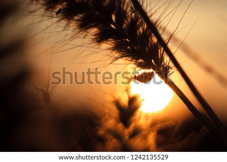 Poaceae flower and the sunset light in winter meadow of Thailand