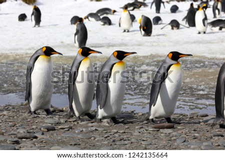 Four king penguins walk in a row on Salisbury Plain on South Georgia in the Antarctic