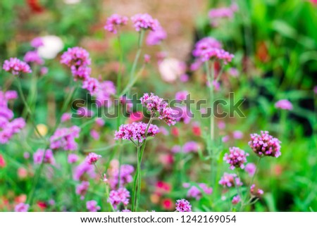 Violet verbena flowers in garden on nature background