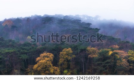 misty autumn forest background 