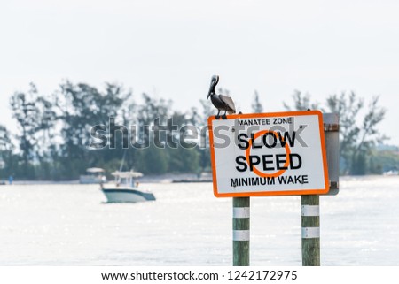 Eastern Brown Pelican in Venice, Florida on pier manatee sign, perched with motor boat in background in Marina Harbor slow speed limit