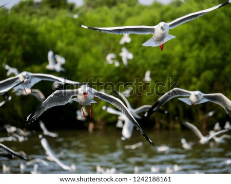 Flock of Seagull bird flying over the sea in the coast with green tree blur background