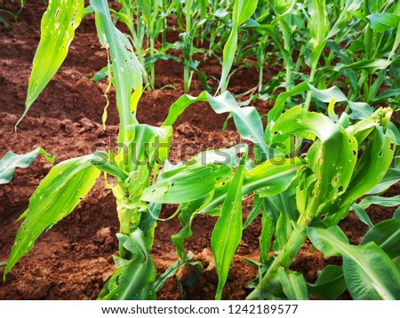 Maize leaf damage by insect and Fall armyworm, crop planting at the field. 