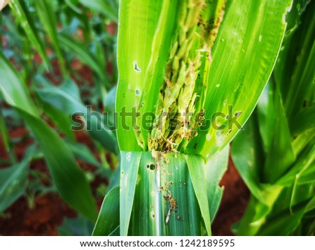Maize leaf damage by insect and Fall armyworm, crop planting at the field. 