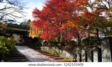 japan autumn leaves red Maple