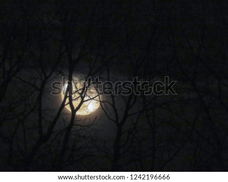 Rising waning gibbous moon behind trees.