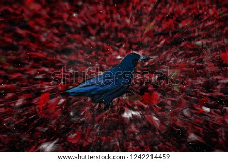 Beautiful raven in autumn red foliage