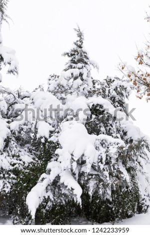beautiful image of snowy fir on a cold winter day
