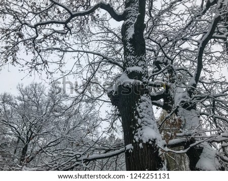 tall oak trunks powdered with snow