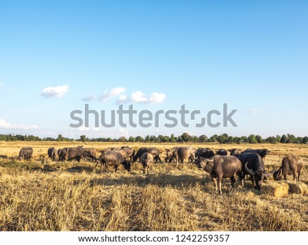 livestock farming in the fields