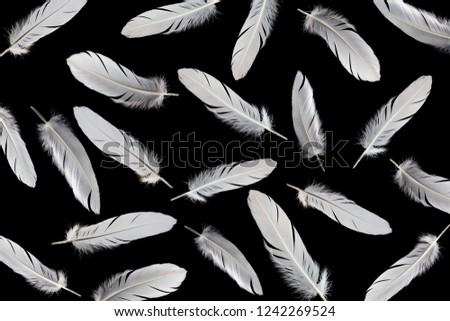 White feathers on black background