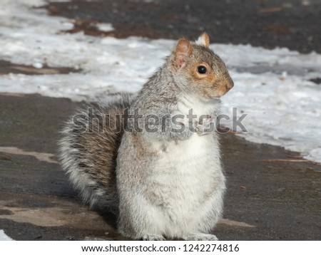 Eastern gray squirrel ready for winter sitting in the snow in Montreal, Quebec, Canada. 