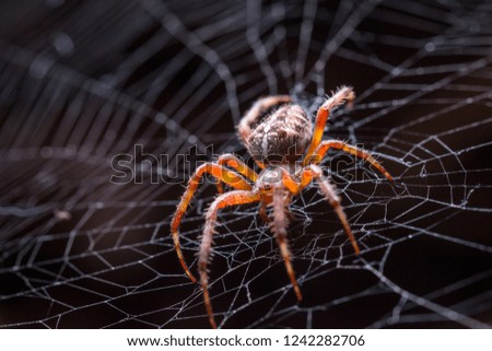 spider spiderweb  macro