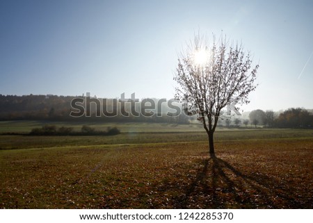 Tree on meadow in contre-jour with haze