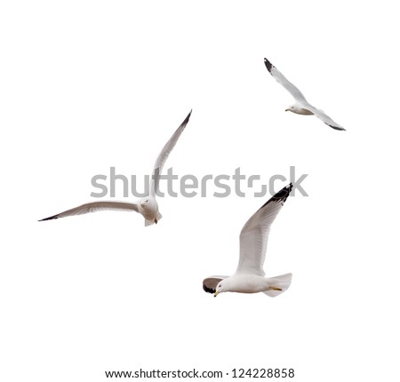 Ring-billed Gulls (Larus delawarensis) Royalty-Free Stock Photo #124228858