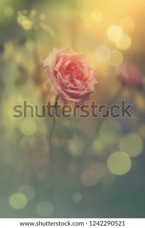 Pink rose in the garden. Yellow light and bubbles are around the flower. Vertical shot. Natural light.