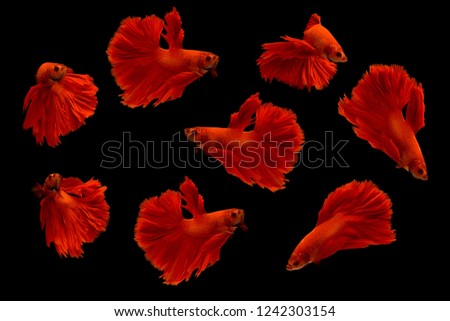 Siamese fighting fish isolated on black background.