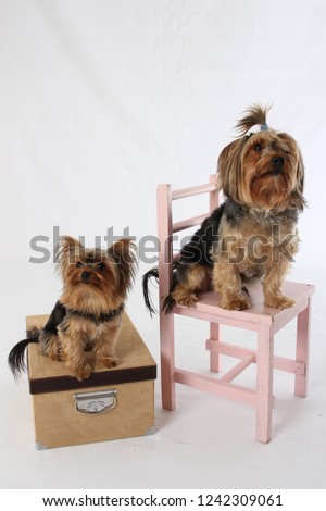 two black and brown pedigree Yorkshire Terriers posing for a studio photo shoot on a brown box and a pink chait