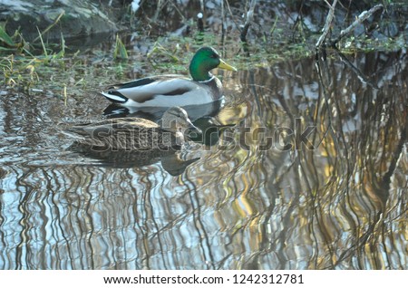 Pair of ducks swimming in  reflective pond.