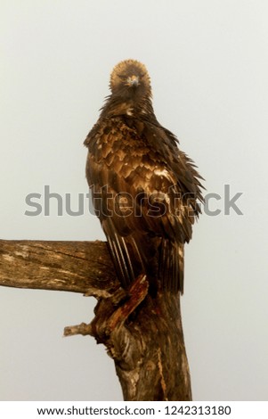 Adult male of Golden Eagle. Aquila chrysaetos