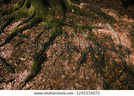 Tree roots with fallen autumn leaves. Fall. Forest, park, wood, golden foliage. Beautiful nature