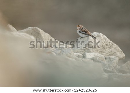 Snow bunting in natural habitat, among the stones, Plectrophenax nivalis, Czech Republic 