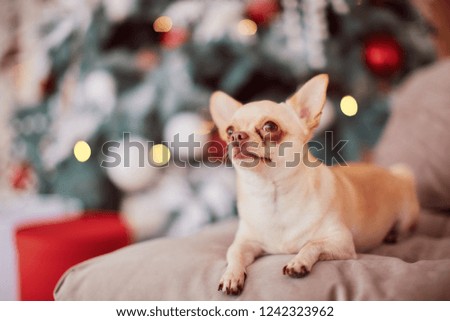 Winter holidays decorations. Warm colors. Funny little dog chihuahua sits before a rich decorated with red toys Christmas tree