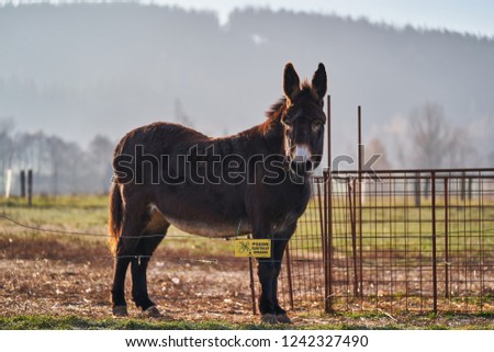  Brown adult donkey in the grazing land or pasture land behing electric fence with yellow safety label on the steel wire, Picture taken in the cold freezing morning.                              