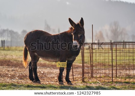  Brown adult donkey in the grazing land or pasture land behing electric fence with yellow safety label on the steel wire, Picture taken in the cold freezing morning.                              